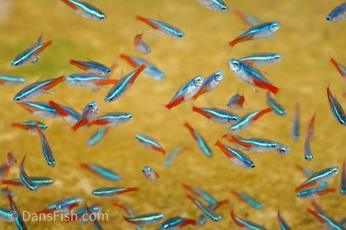 Dans-Fish-Neon-Tetra-Neon-Tetra-Paracheirodon-innesi-2-a0140f53530f4e3381b778100cbd8f23-11479