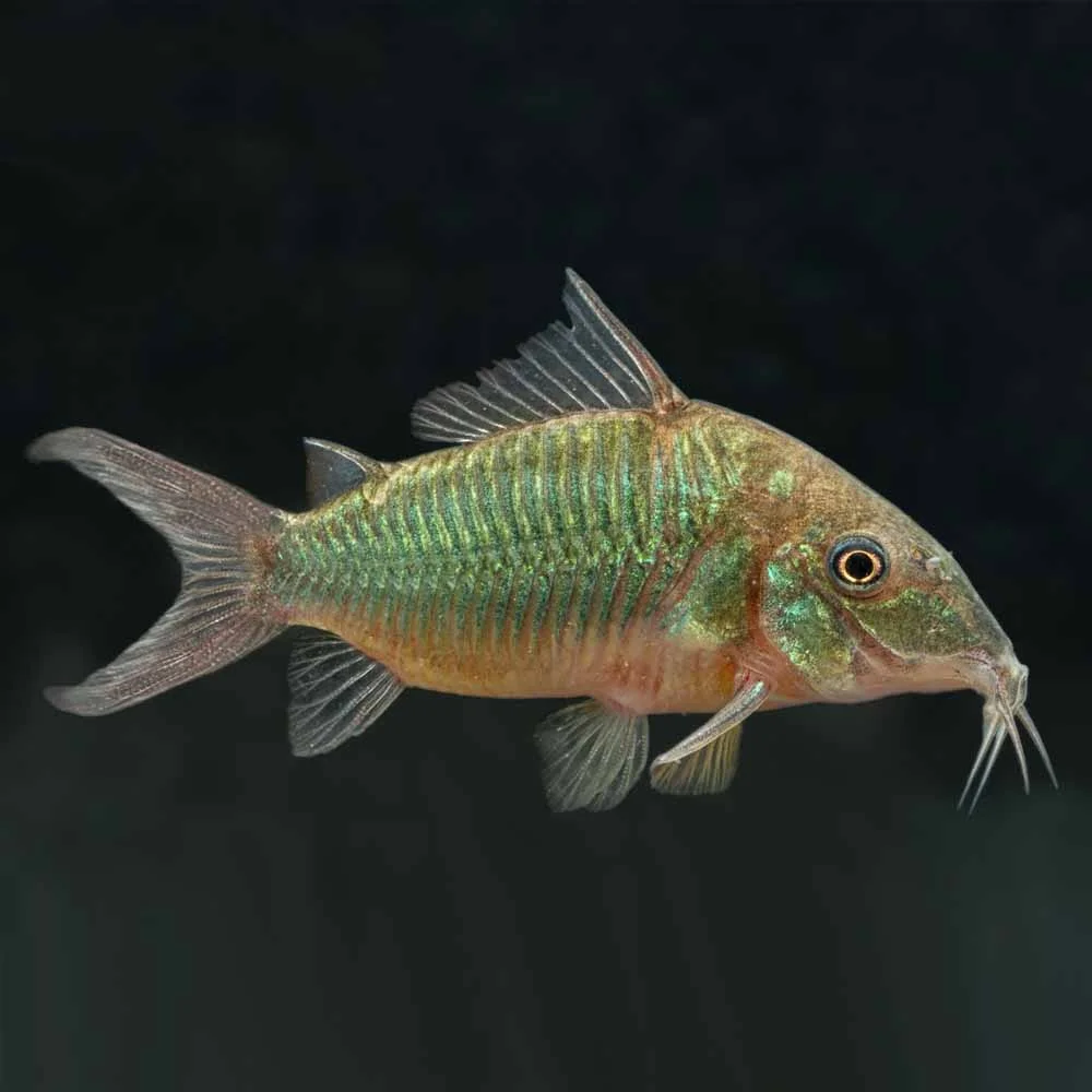 Emerald-Cory-Splendens-brochis