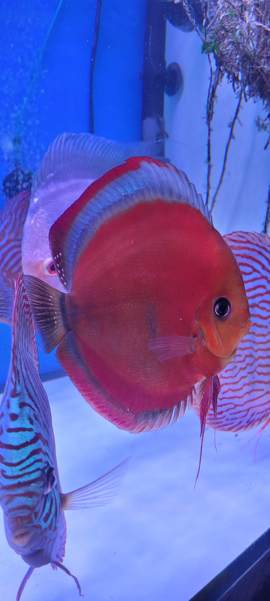 Imagen de WhatsApp 2024-02-20 a las 19.56.50_7f12b73a