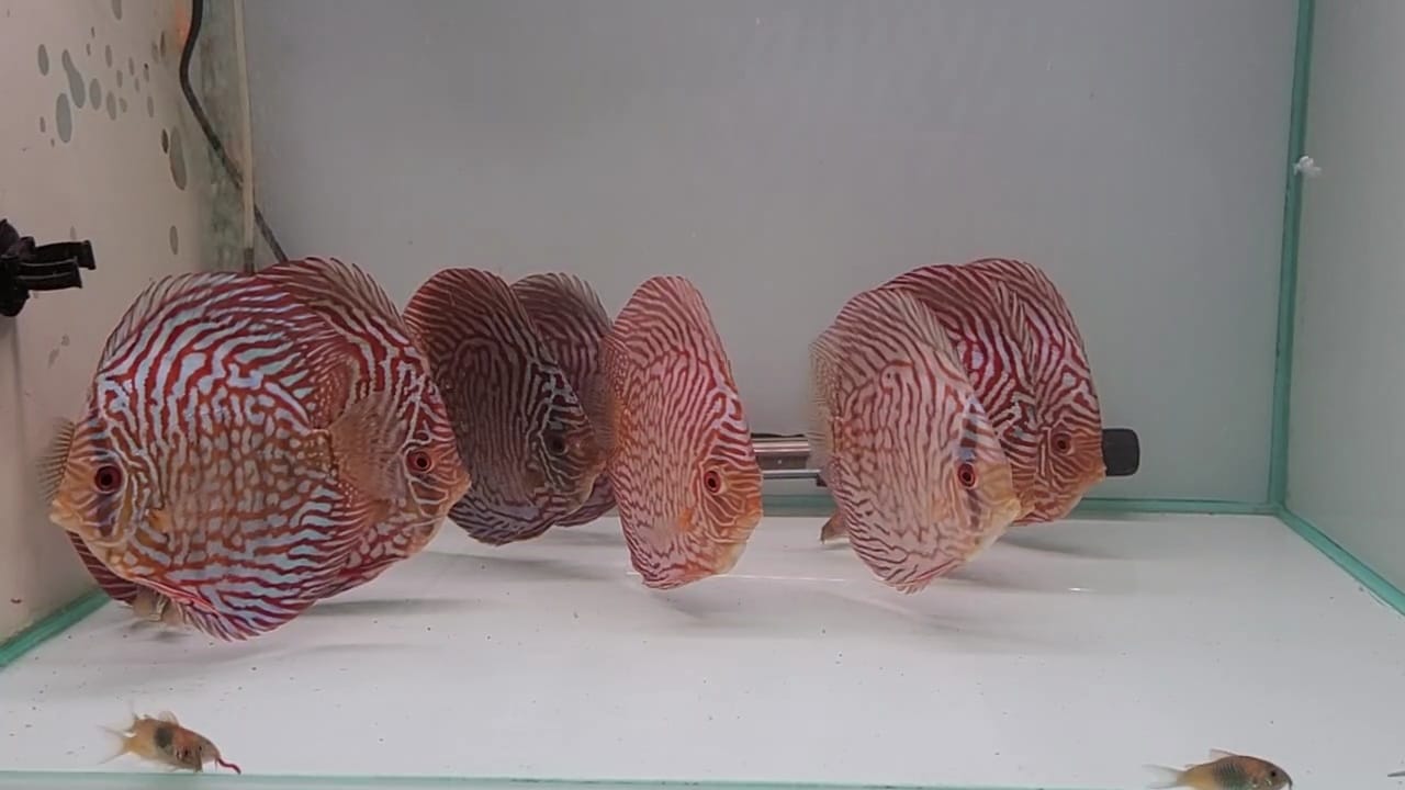 Imagen de WhatsApp 2024-03-04 a las 13.27.47_e32a9cf4