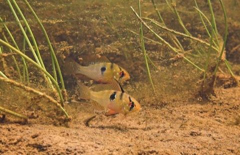 Ram_Cichlids_in_the_wild_480x480