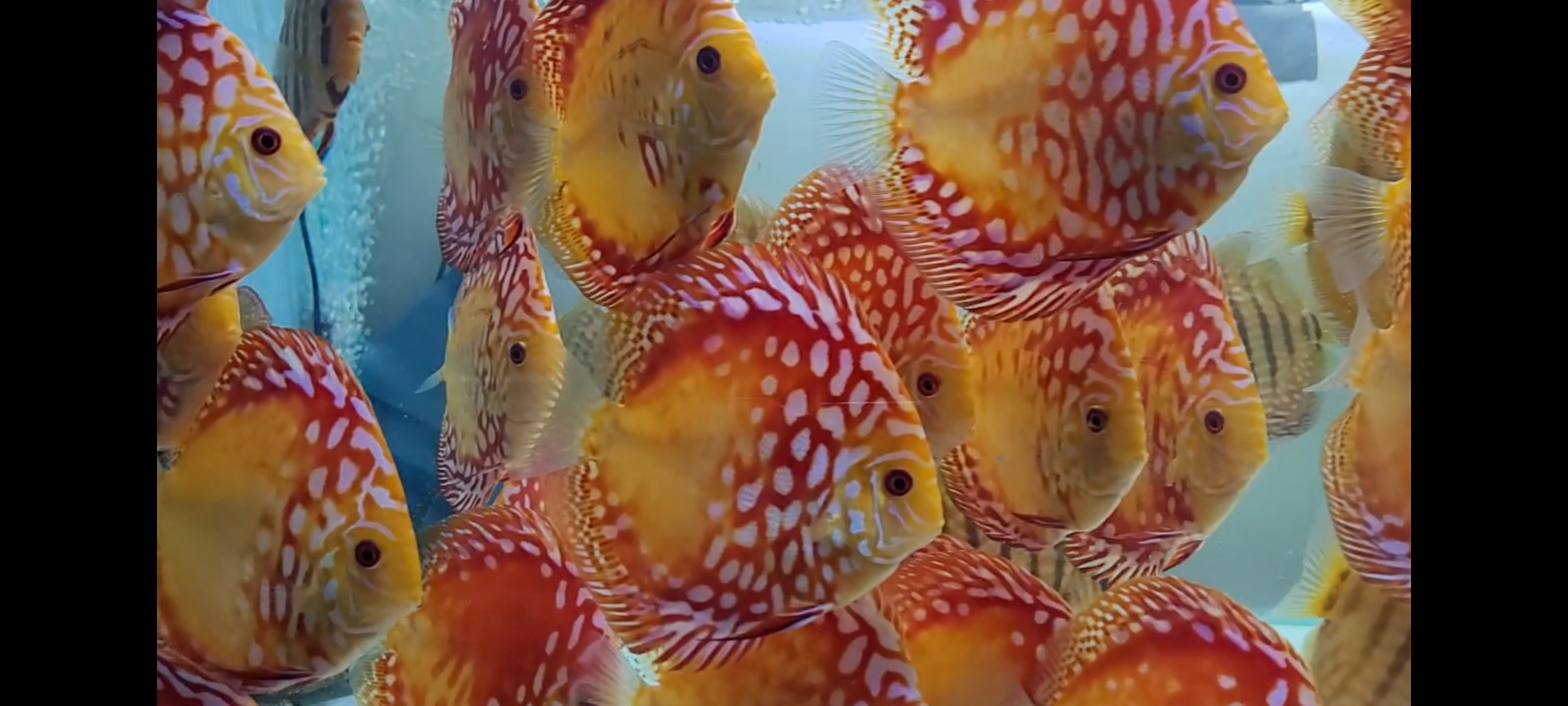 Screenshot_20230131_181040_Gallery