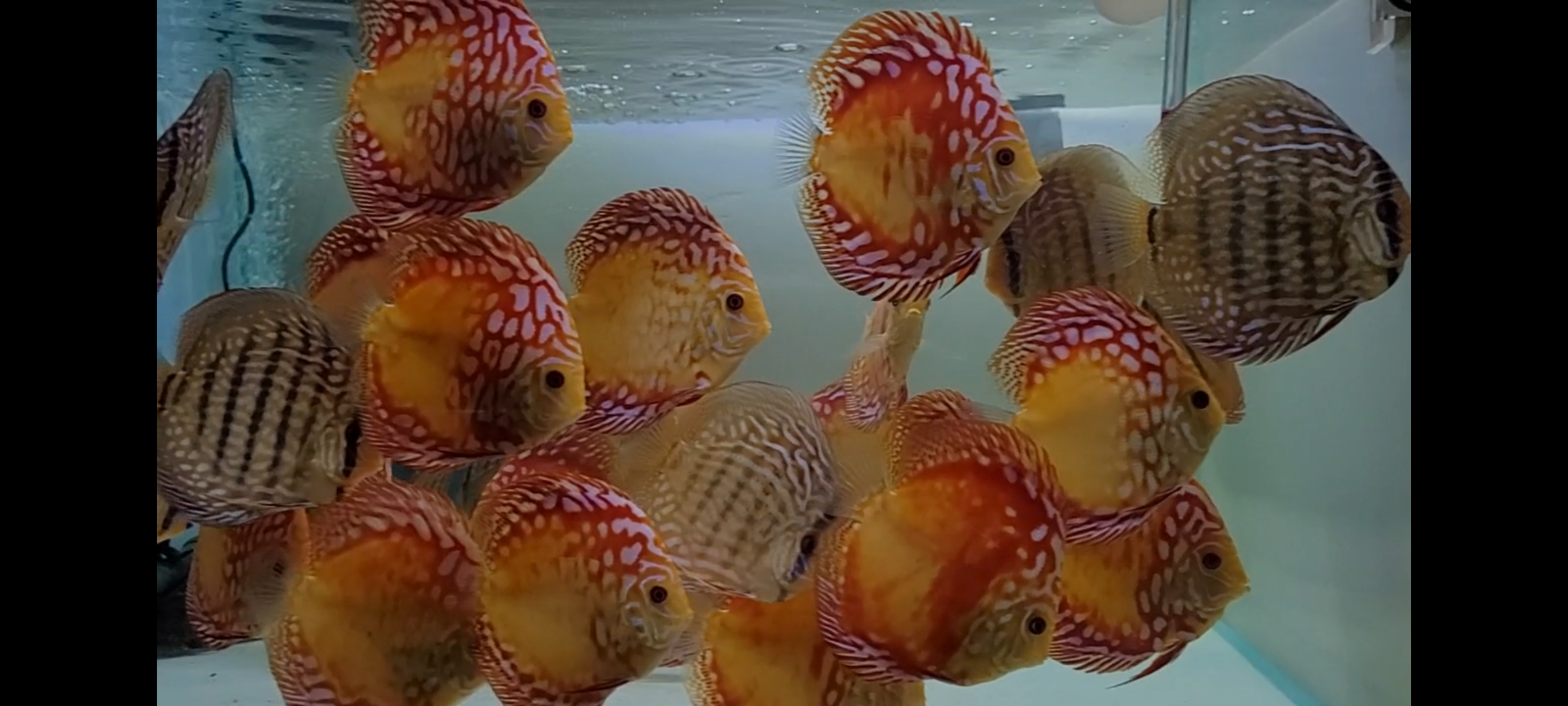 Screenshot_20230131_181109_Gallery