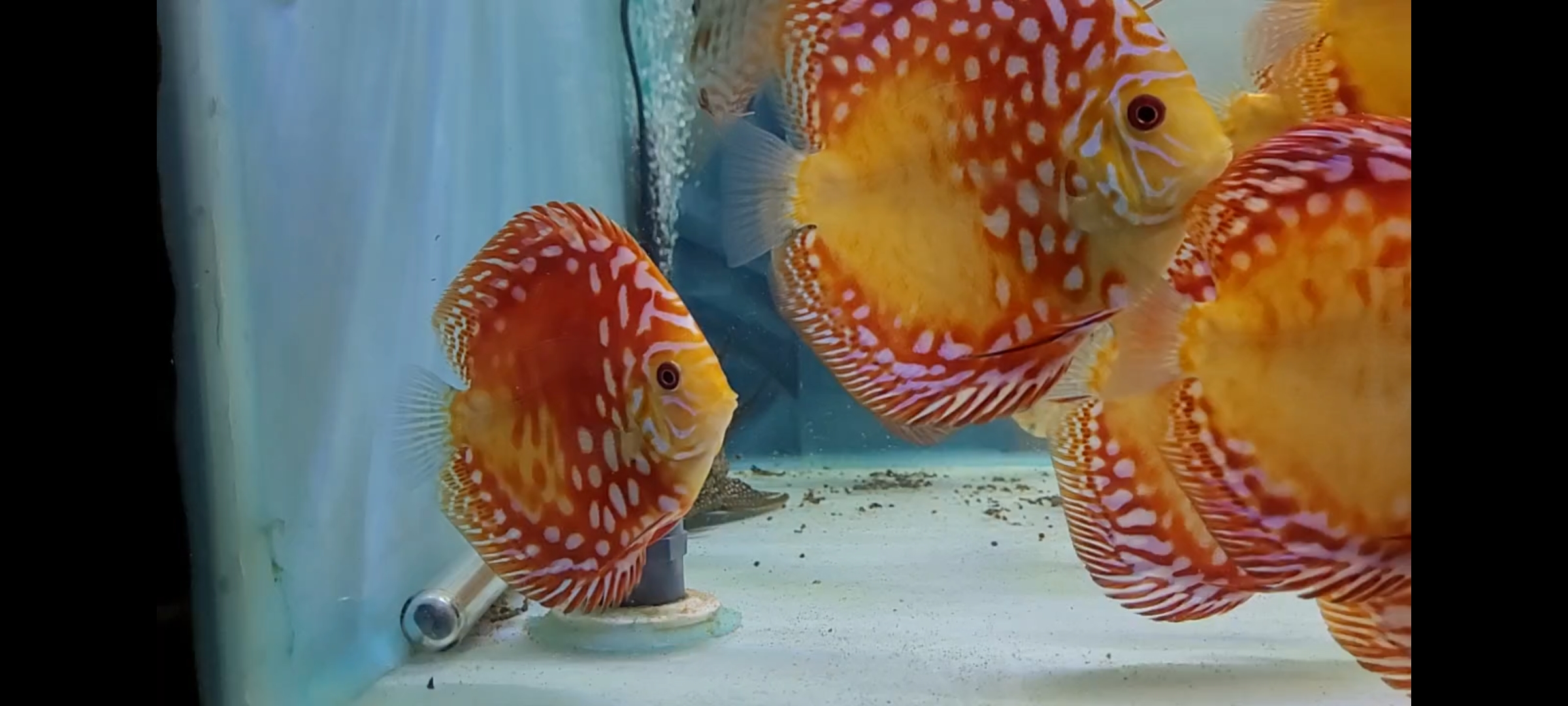 Screenshot_20230131_181116_Gallery