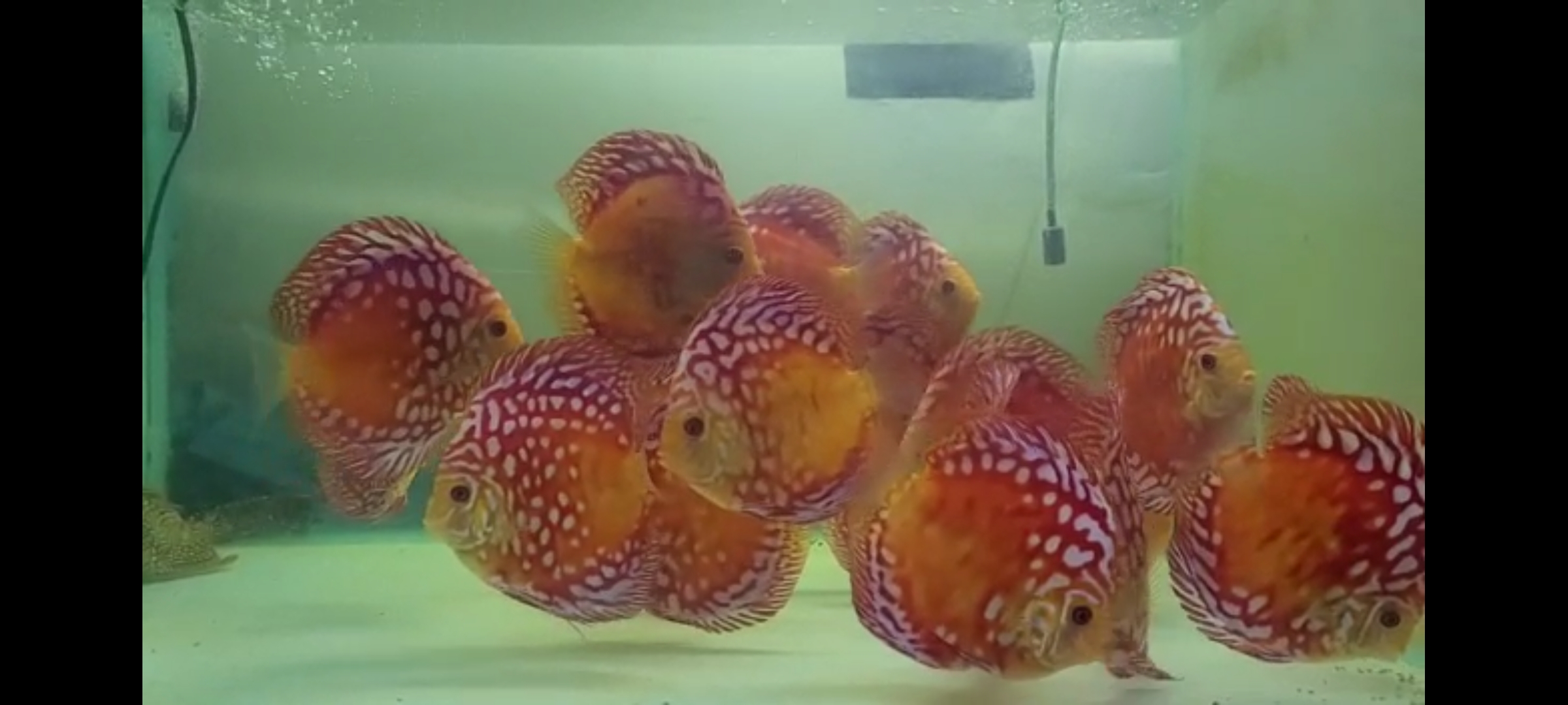 Screenshot_20230131_181217_WhatsApp