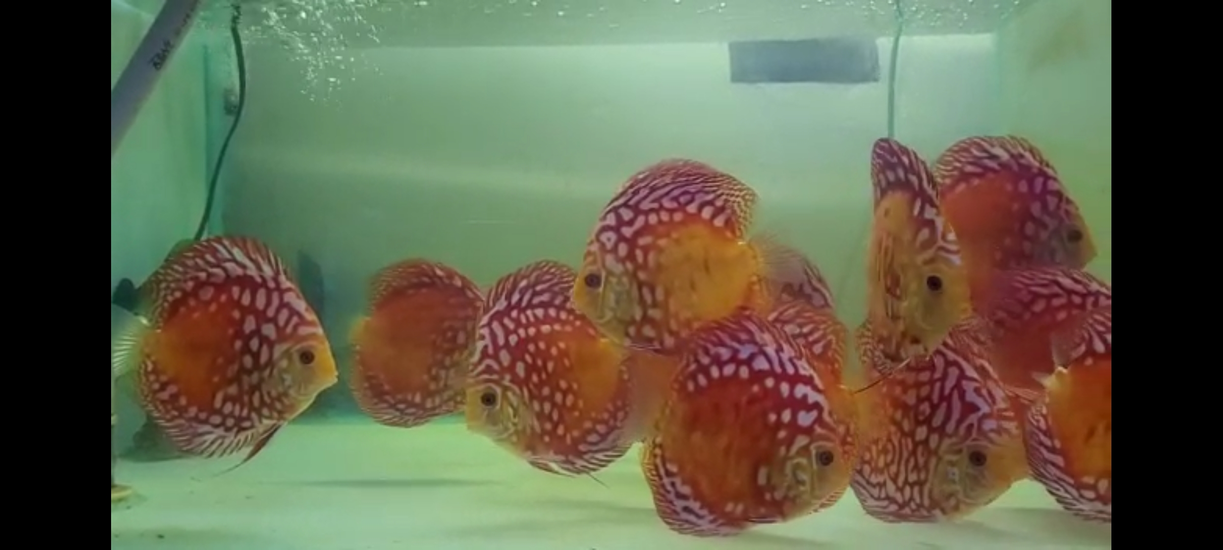 Screenshot_20230131_181222_WhatsApp