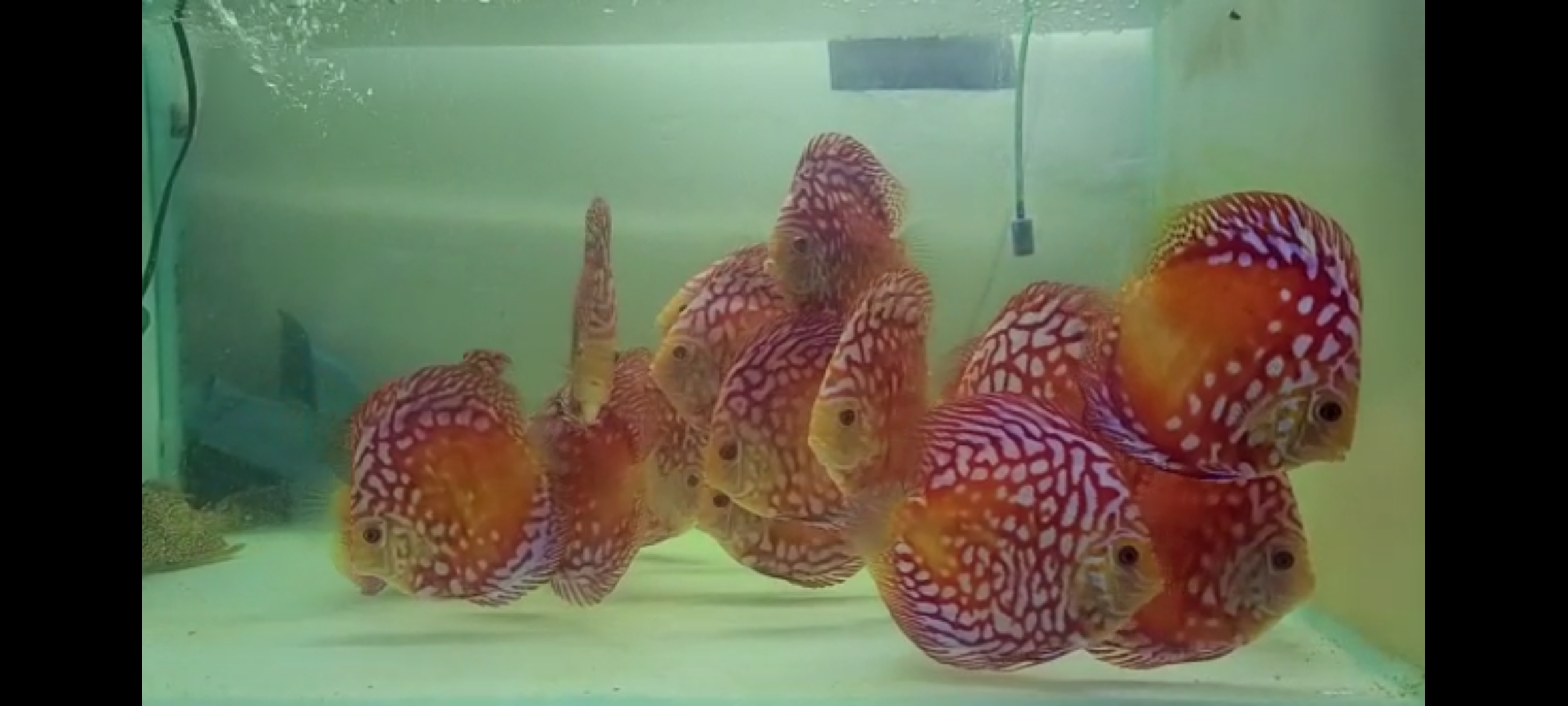 Screenshot_20230131_181253_WhatsApp