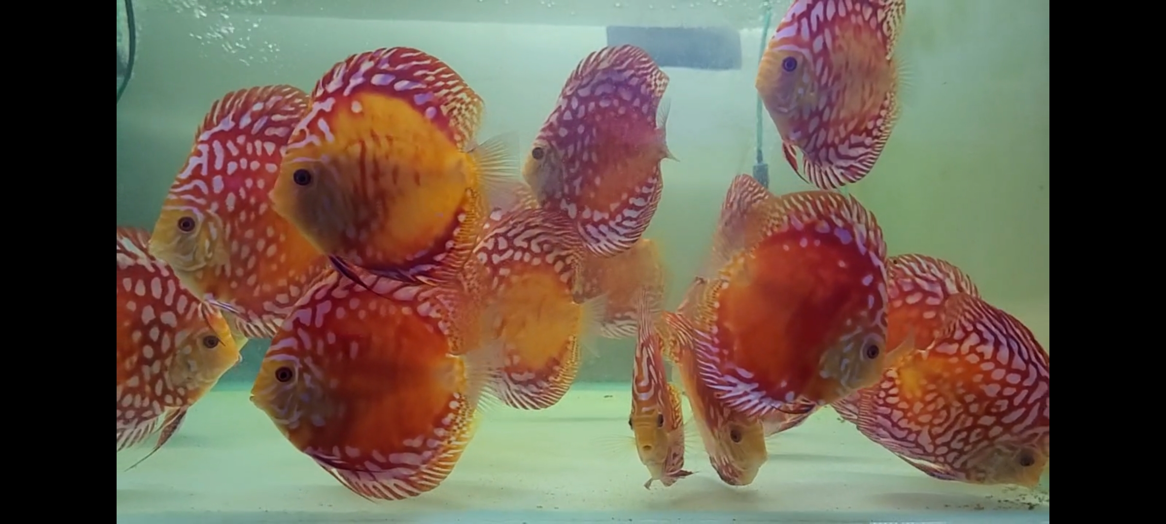 Screenshot_20230131_181450_Gallery