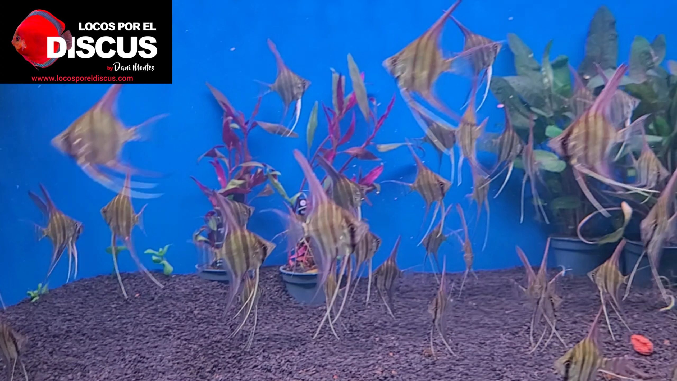 VideoCapture_20241108-193321