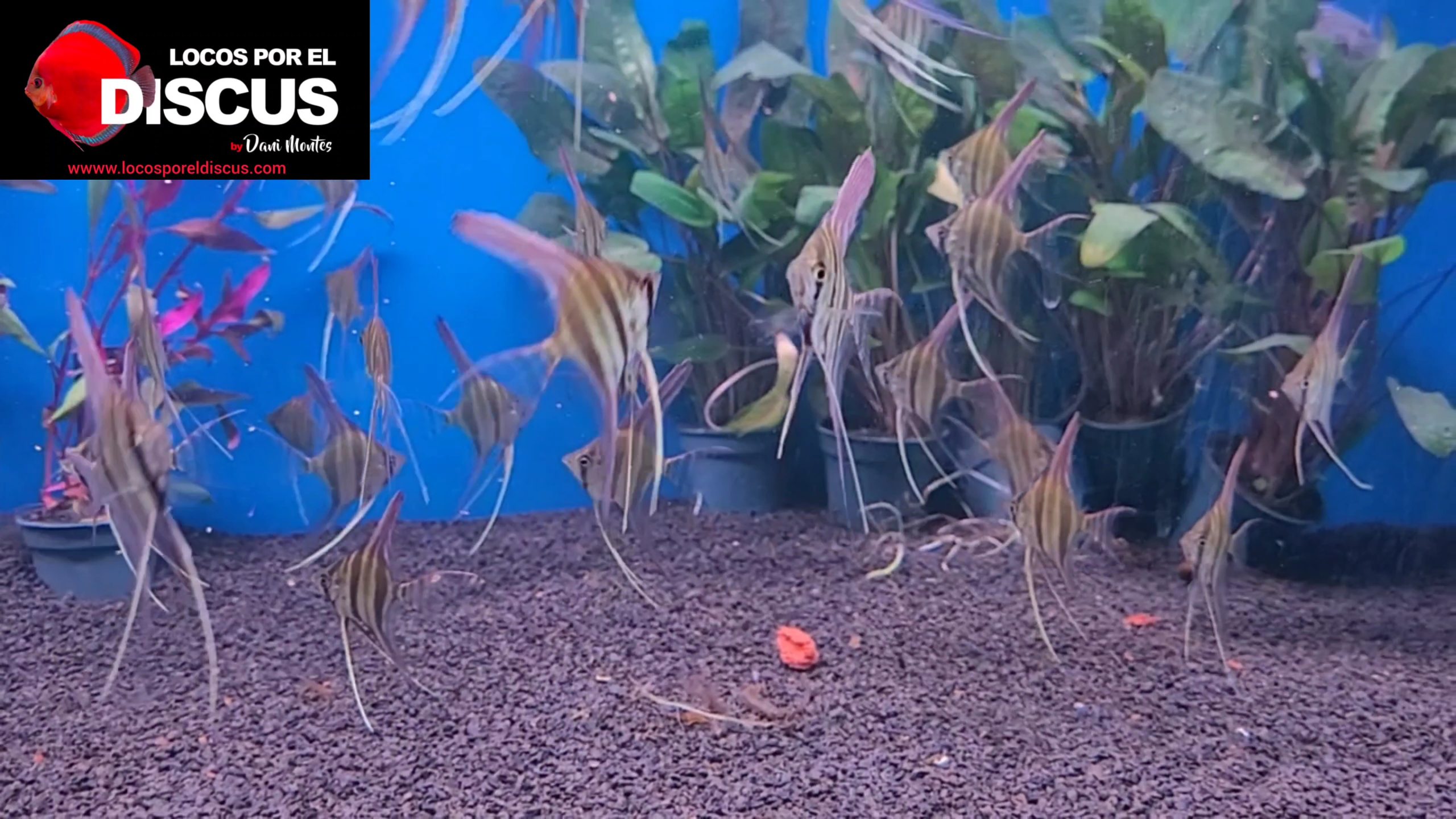 VideoCapture_20241108-193329