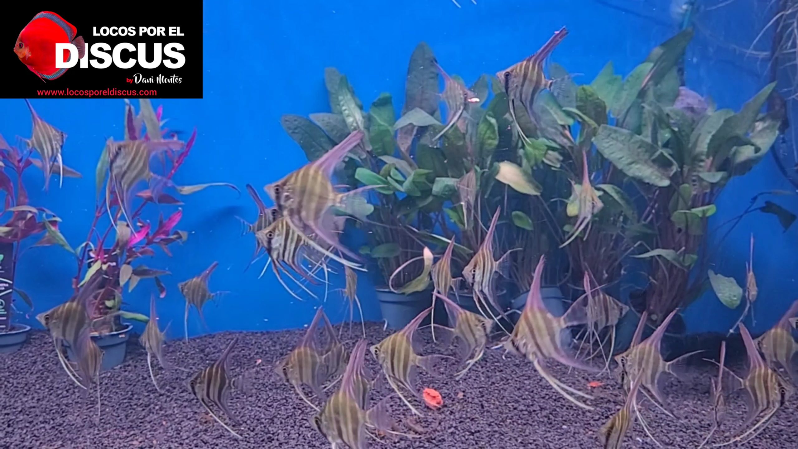 VideoCapture_20241108-193336