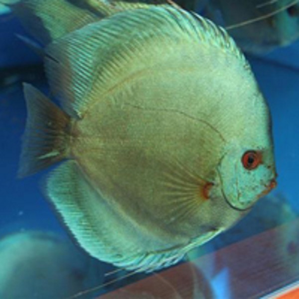 blue-diamond-locos-por-el-discus