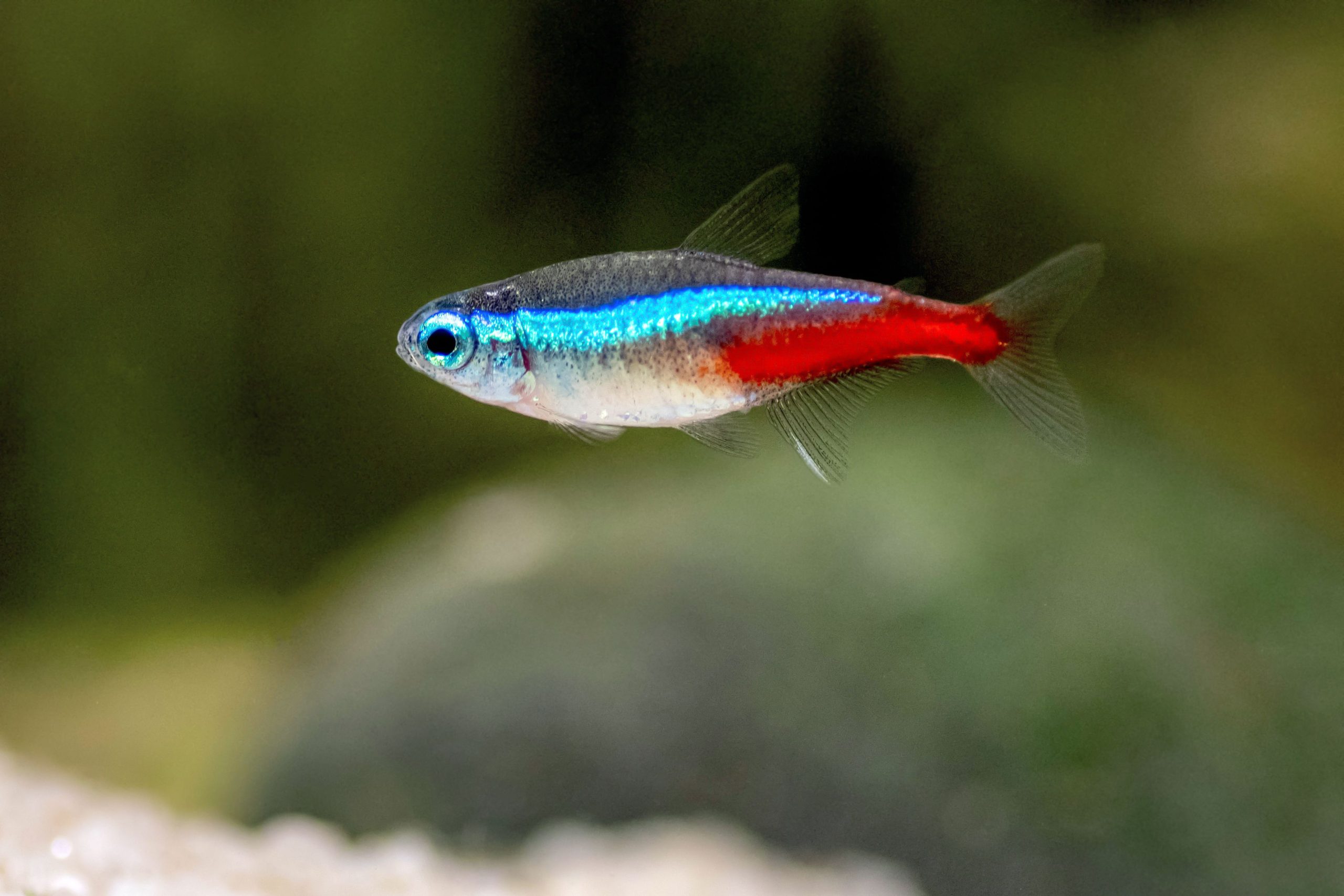 neon-tetra-paracheirodon-1381835-hero-2cc17d27c90d4215bfe4deeeab03e0a5